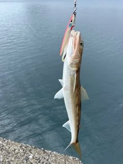 エソの釣果