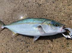 ワカシの釣果