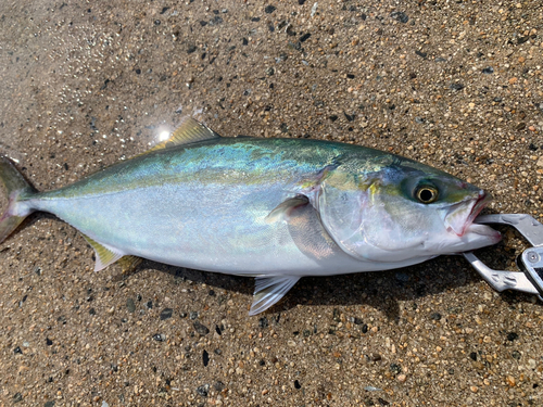 ワカシの釣果