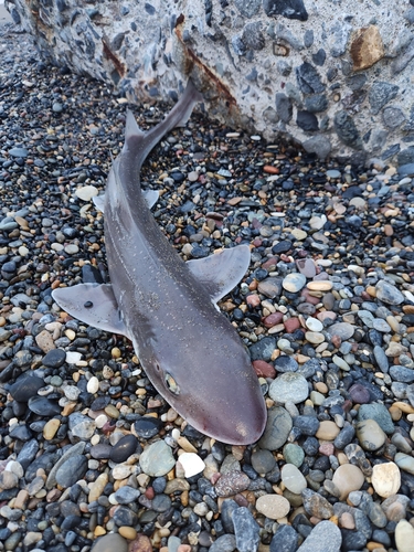 ホシザメの釣果