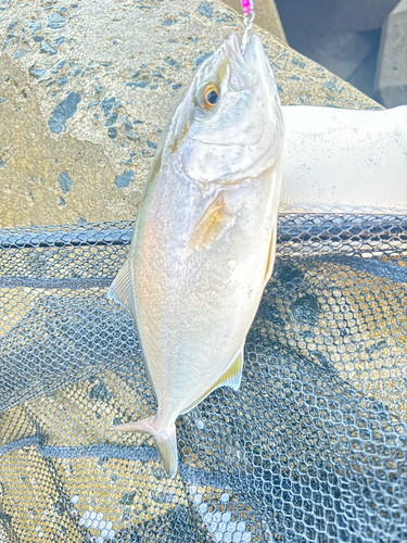 ショゴの釣果