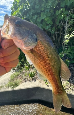 ブラックバスの釣果