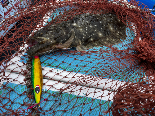 ヒラメの釣果