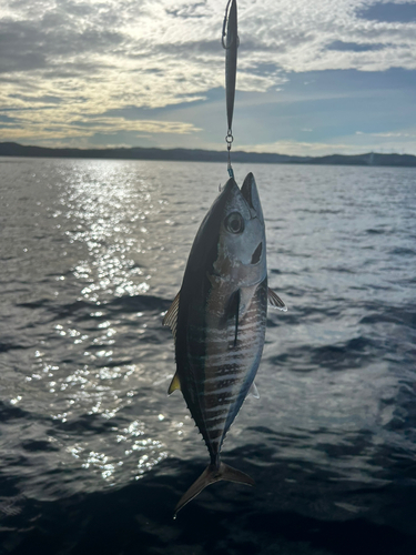 ヨコワの釣果