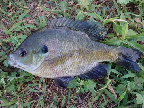 ブルーギルの釣果