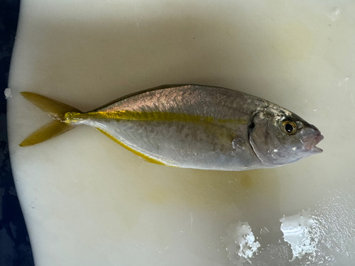 シマアジの釣果