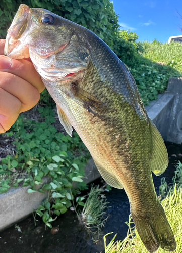 ブラックバスの釣果