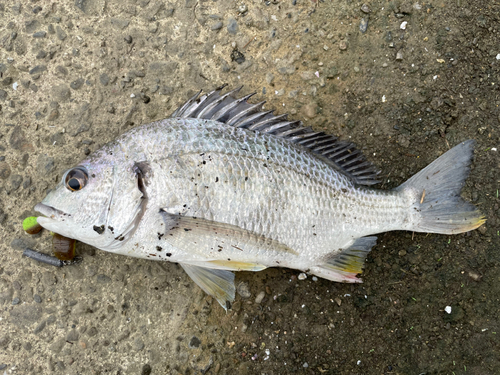 キビレの釣果