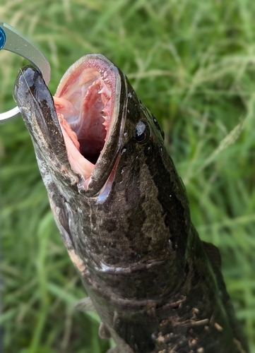 ライギョの釣果