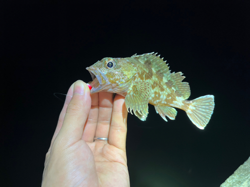 カサゴの釣果