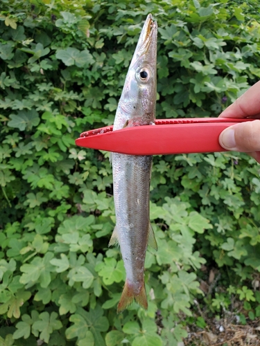 カマスの釣果