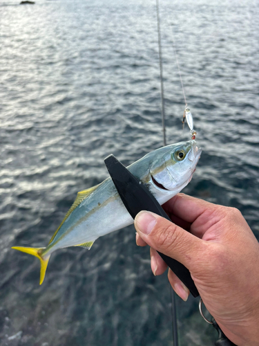 ツバスの釣果