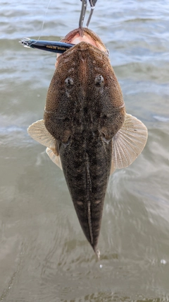 マゴチの釣果