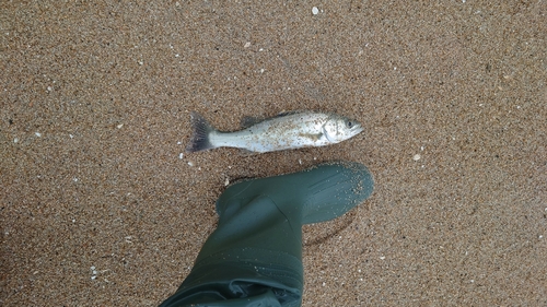 スズキの釣果