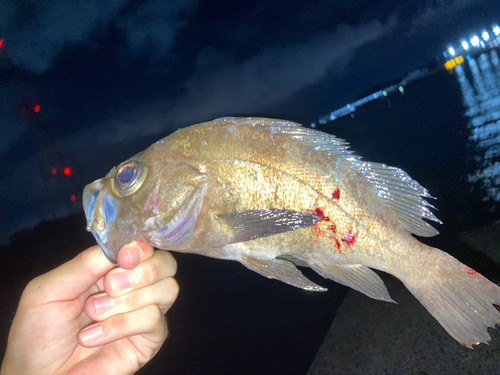 シロメバルの釣果