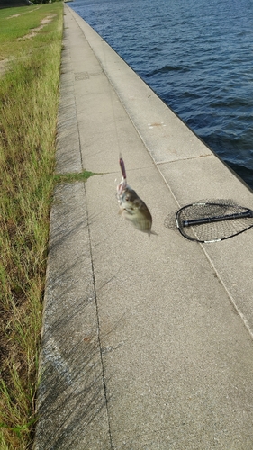 キビレの釣果