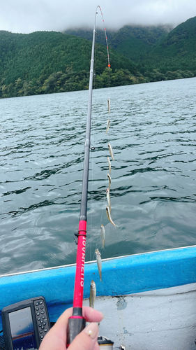 ワカサギの釣果