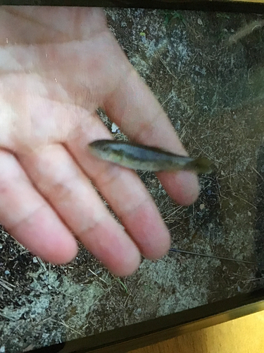 タカハヤの釣果