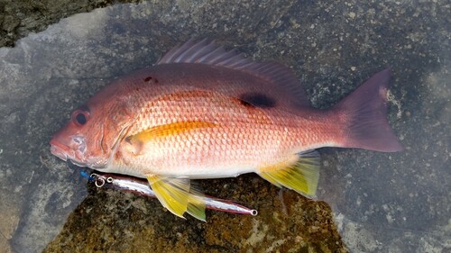 クロホシフエダイの釣果