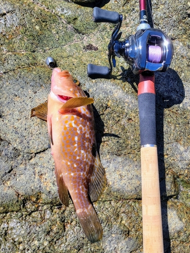 キジハタの釣果