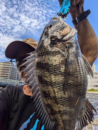 クロダイの釣果