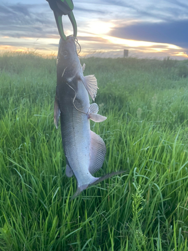 ナマズの釣果