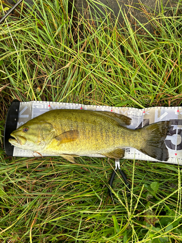 スモールマウスバスの釣果