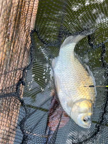 ヘラブナの釣果