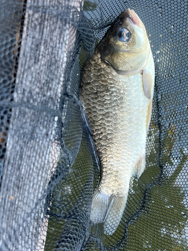 フナの釣果