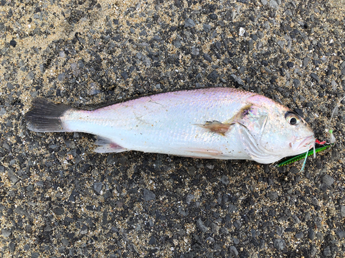 シログチの釣果