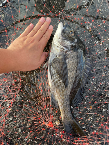 チヌの釣果