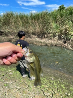 ラージマウスバスの釣果