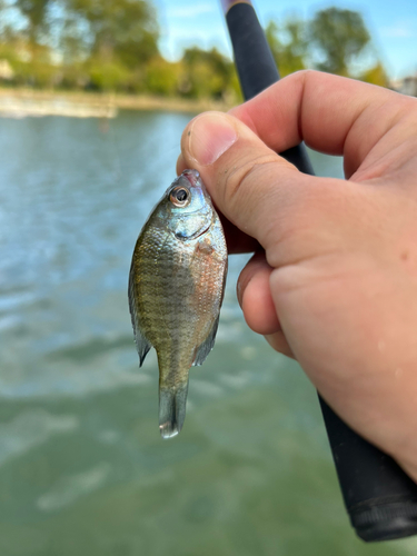 ブルーギルの釣果