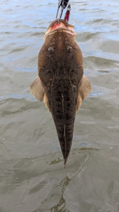 マゴチの釣果