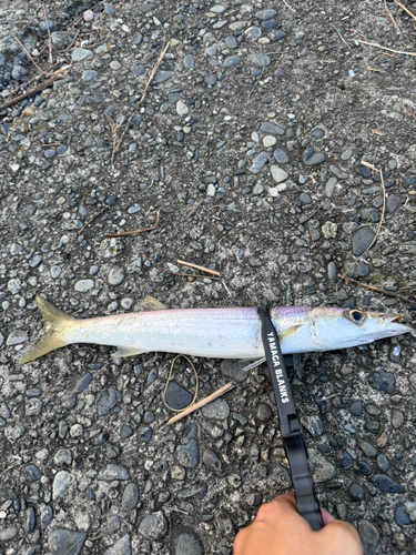 アカカマスの釣果