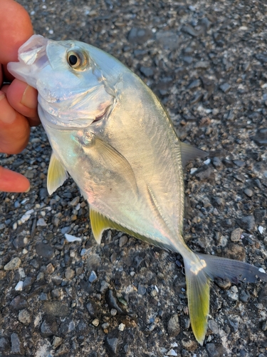 ロウニンアジの釣果