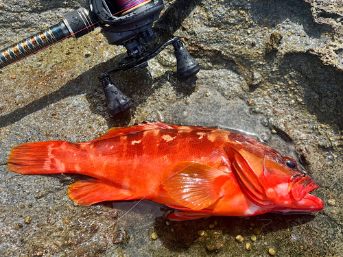 アカハタの釣果