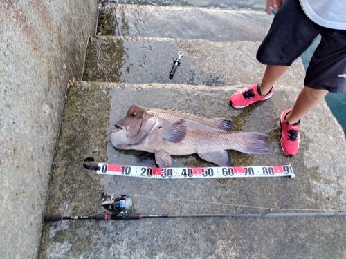 コブダイの釣果