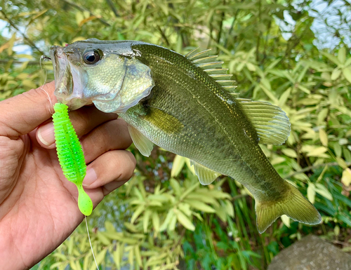 ブラックバスの釣果