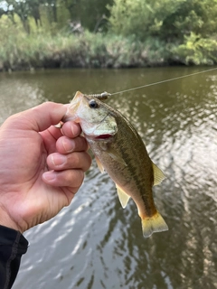 ラージマウスバスの釣果