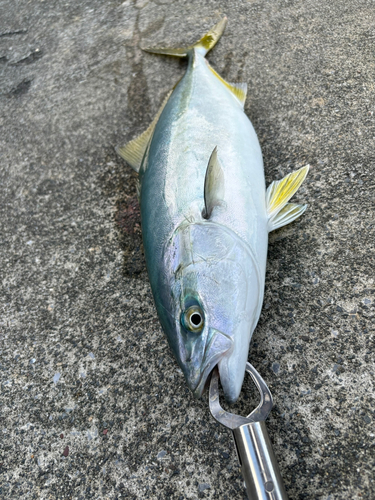 ハマチの釣果