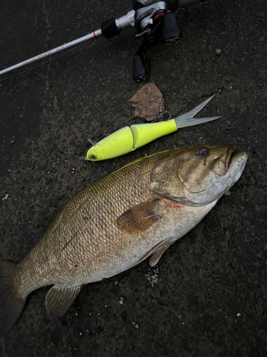 スモールマウスバスの釣果