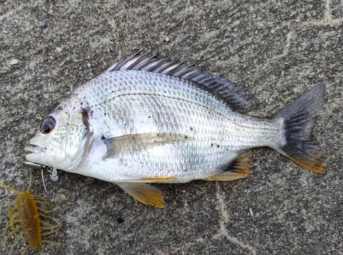 キビレの釣果