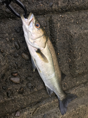 セイゴ（マルスズキ）の釣果