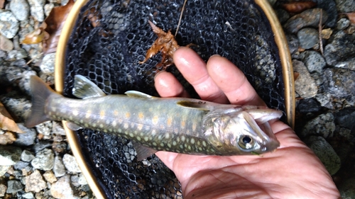 イワナの釣果