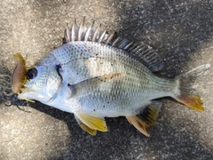 キビレの釣果