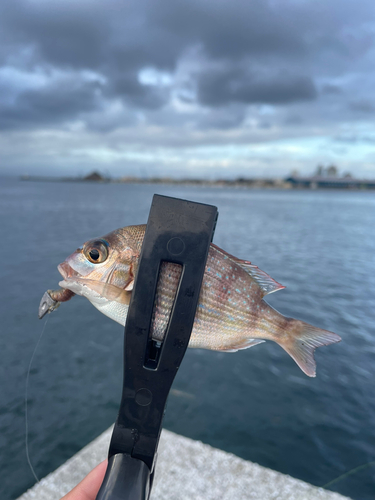 チダイの釣果