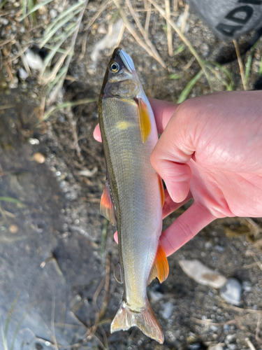 アユの釣果