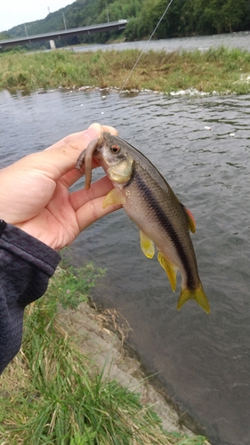 カワムツの釣果