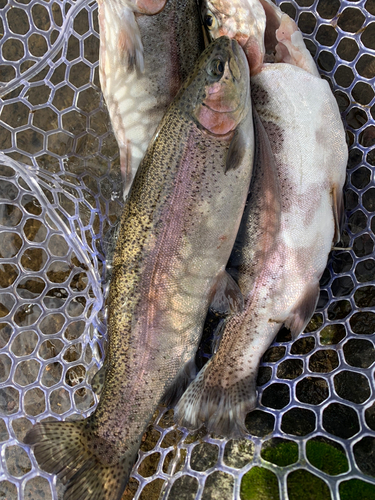 トラウトの釣果